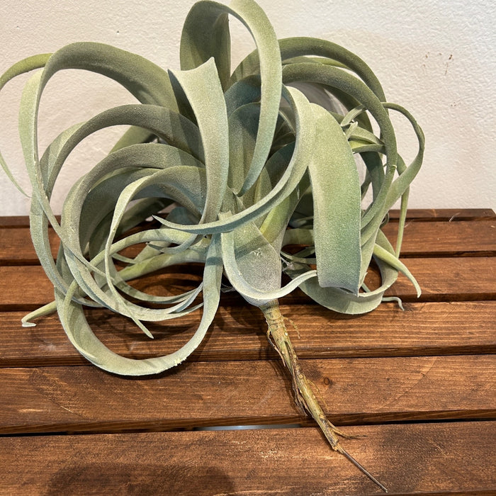 Faux Airplant Xerographica