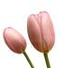 Two pink tulips against a gray brick wall