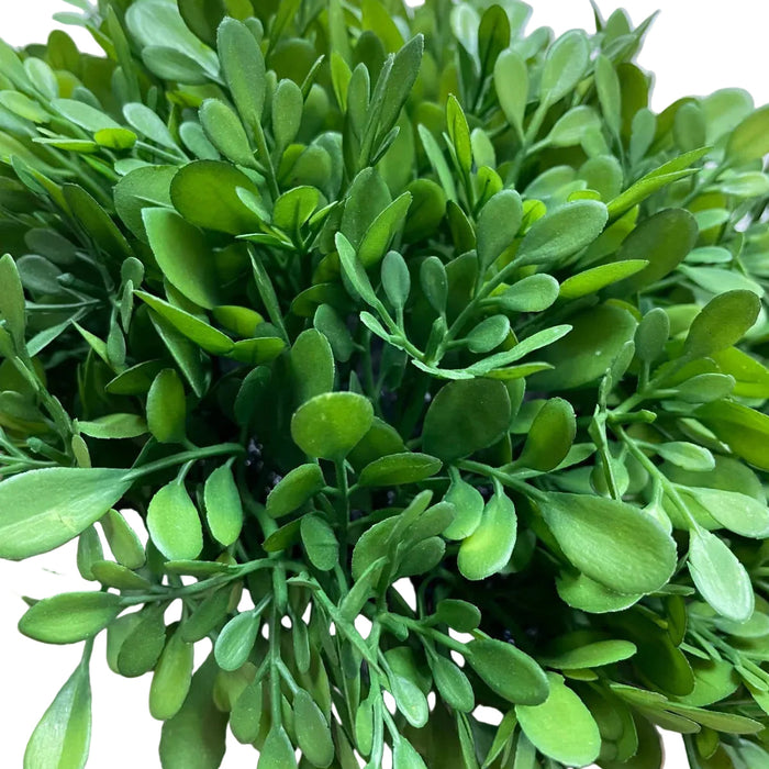 Fresh Touch Boxwood Plants