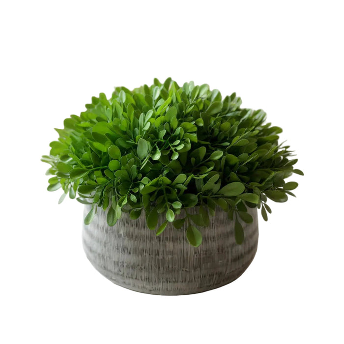 Fresh Touch Boxwood Plants