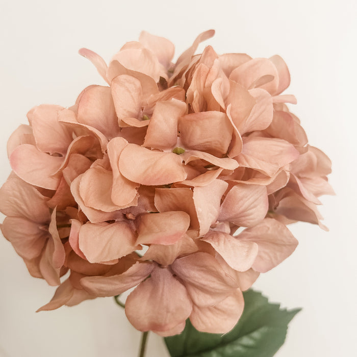 Large Bloom Tall Hydrangea Stems