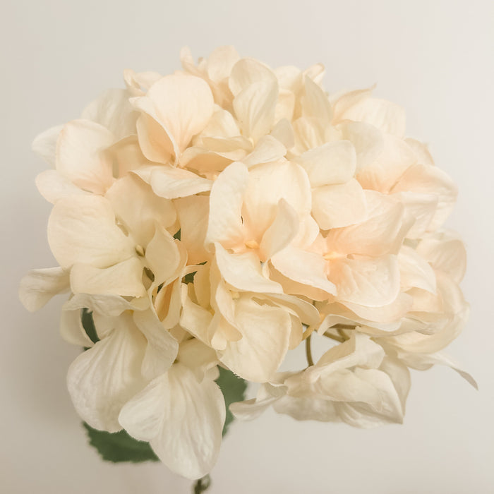 Large Bloom Tall Hydrangea Stems