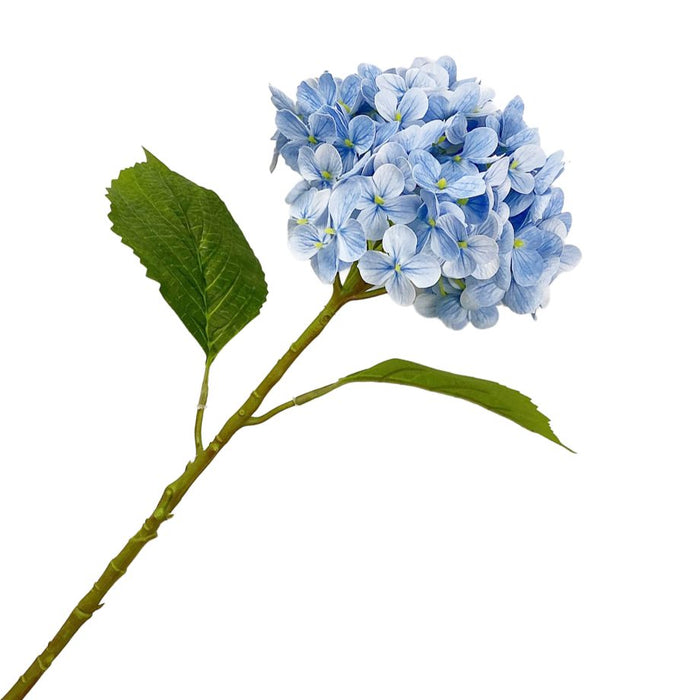 Blue hydrangea flower with green leaves on a white background