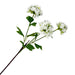 White flowers on a green stem with leaves against a white background