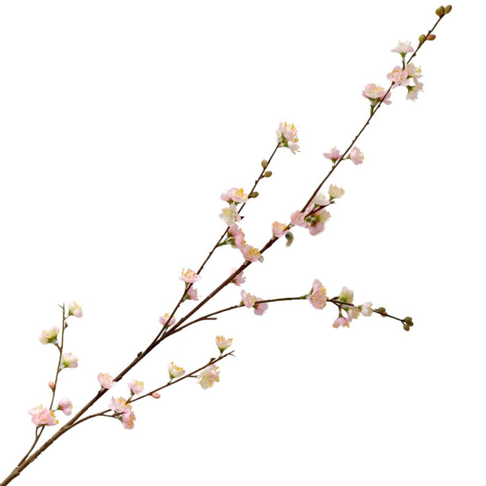 Branch with pink flowers on a white background