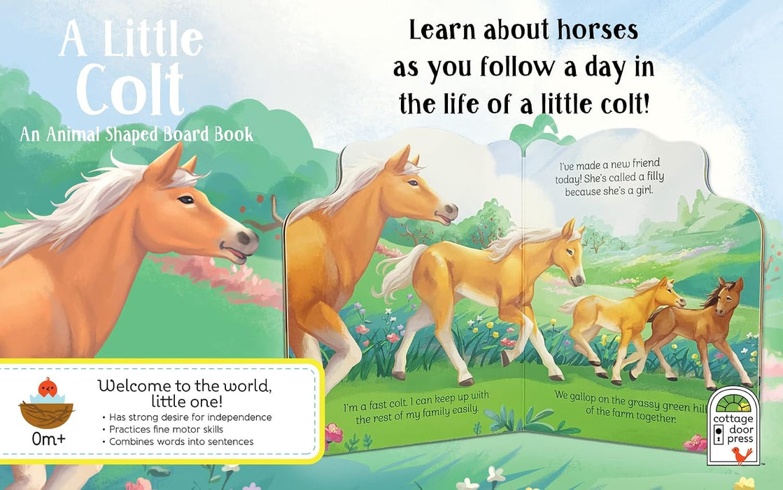 Little Colt Board Book