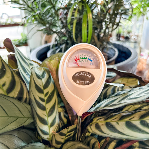 A plant moisture meter inserted into the soil of a houseplant, with a gauge showing moisture level indicators.