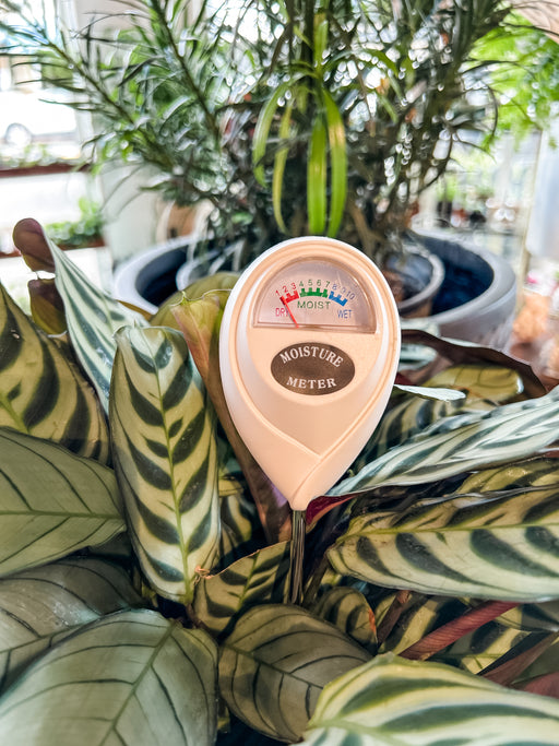 house plant moisture indicator Plant Moisture Meter — Thrive Greenery & Gifts