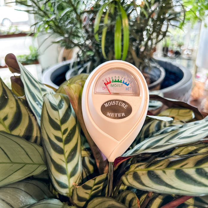 A plant moisture meter inserted into the soil of a houseplant, with a gauge showing moisture level indicators.