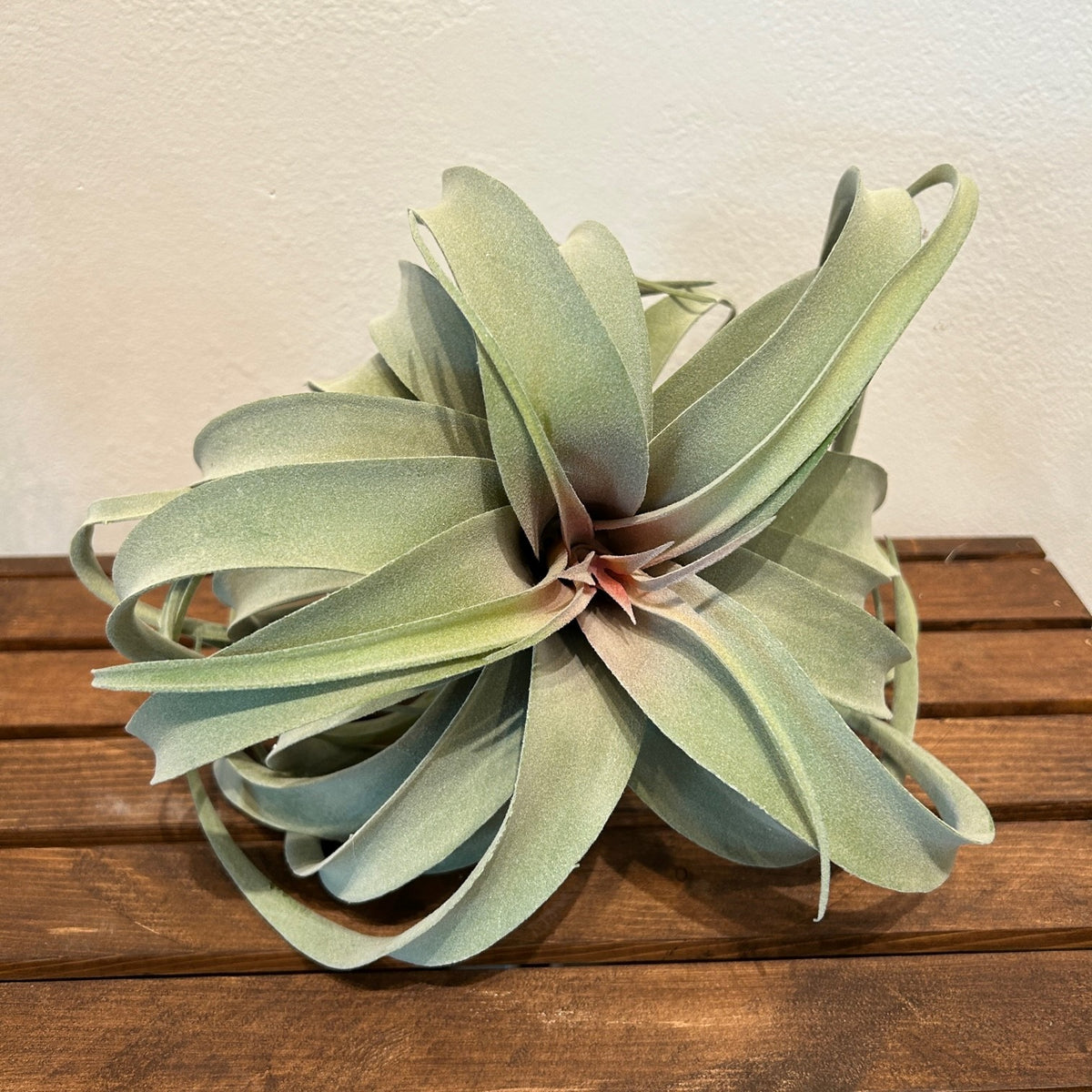large faux air plant Faux Airplant Xerographica — Thrive Greenery & Gifts