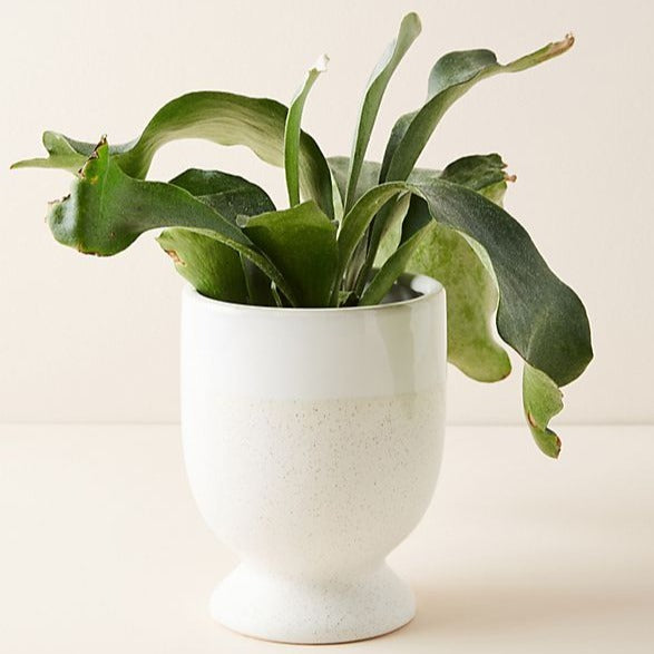 Ceramic two toned cream and white speckled pedestal base with plant