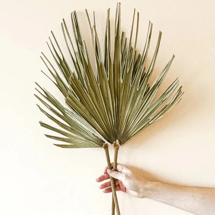 A Large Teethy Palm Leaves 