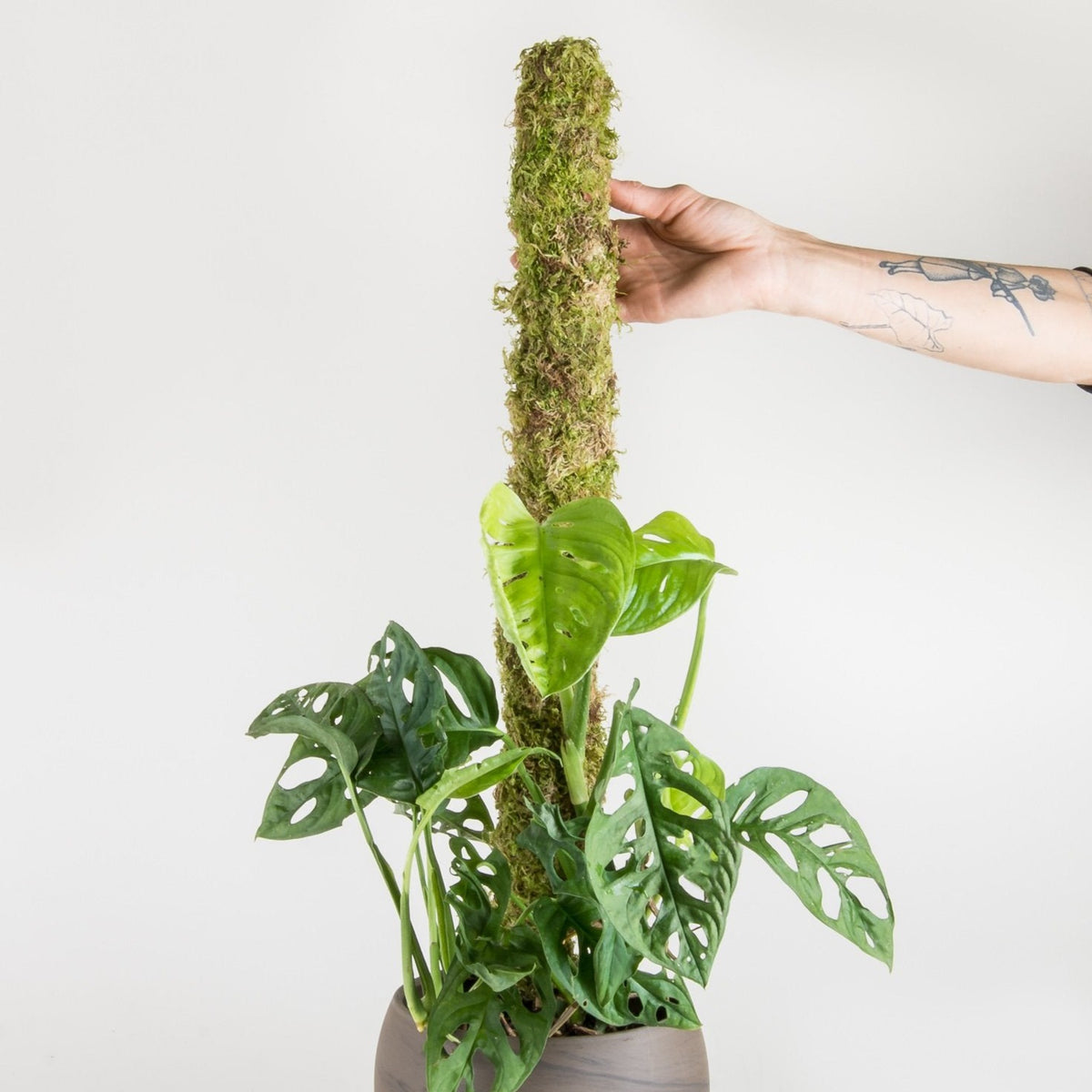 moss pole canada Sphagnum Moss Pole 36" — Thrive Greenery & Gifts