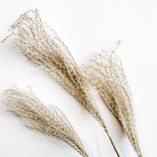 Natural Color faux pampas grass