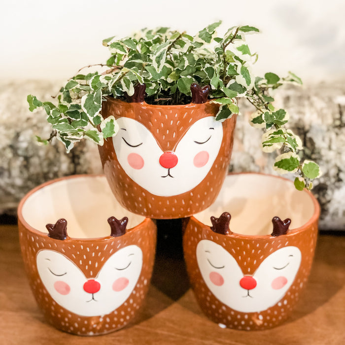 Reindeer with Antlers