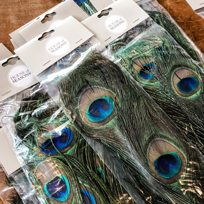 Peacock Feathers Pack of 6
